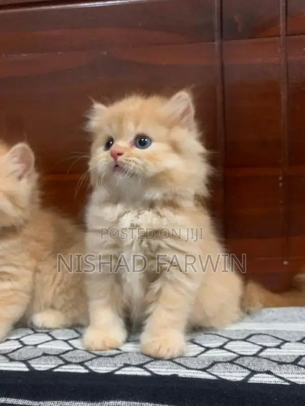 Persian Kittens