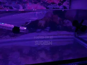 Arowana Silver Fish