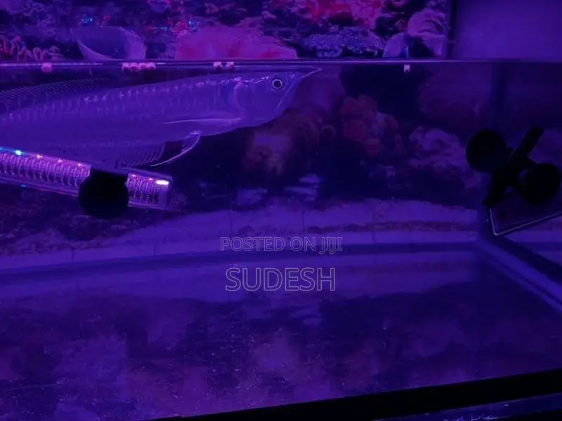 Arowana Silver Fish