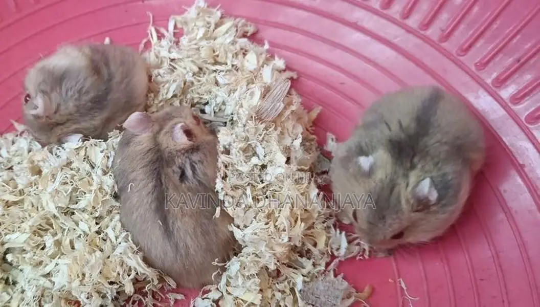 Hamster