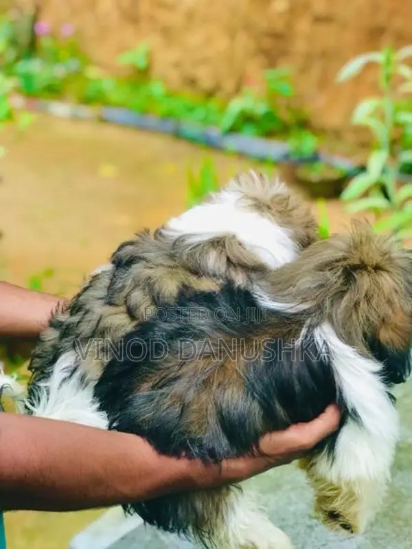 Shih Tzu Puppies