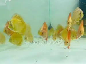 Discus Fish