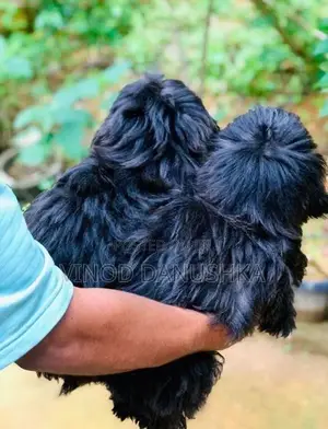 Shih Tzu Puppies