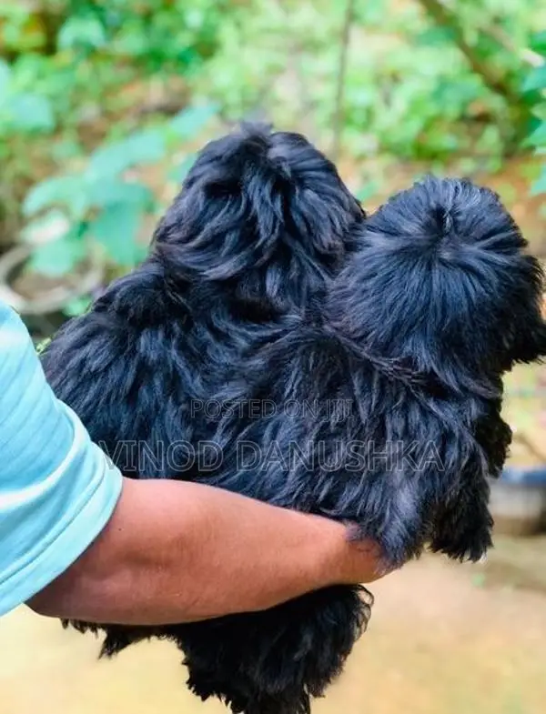 Shih Tzu Puppies