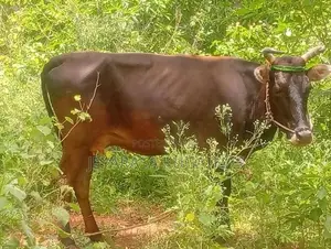 Milk Cow