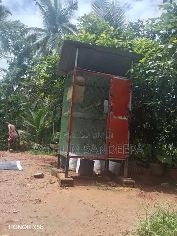 කුරුලු කූඩුව