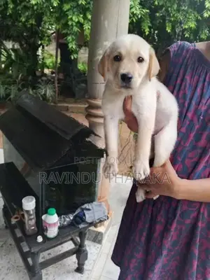 Labrador Puppies