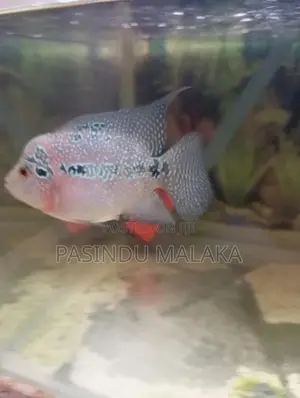 Flower Hone Egg Laying Female