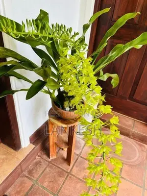 Orchid Plants