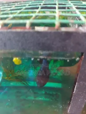 Fighter Fish with Tank