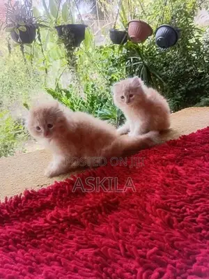 Persian Kittens