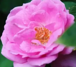 Rose Plant