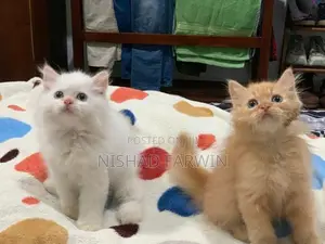 Persian Kittens