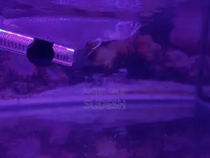Arowana Silver Fish