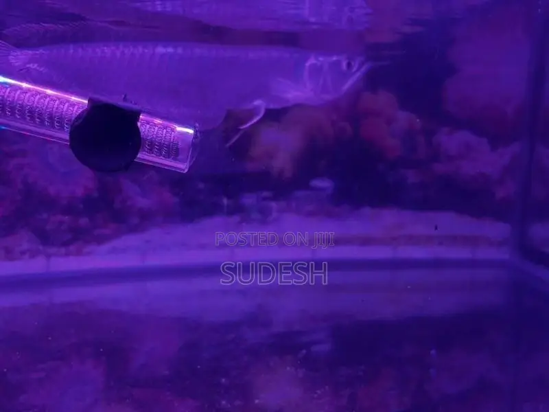 Arowana Silver Fish