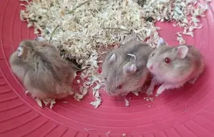 Hamster