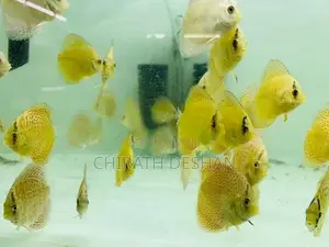 Discus Fish