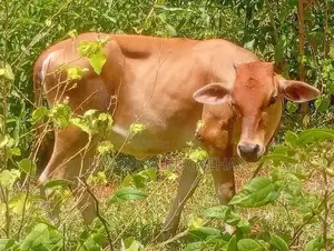 Milk Cow