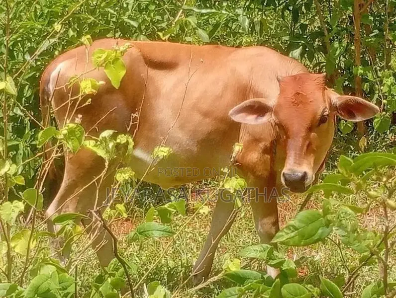 Milk Cow