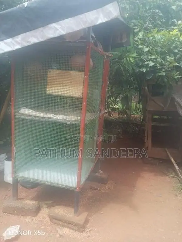 කුරුලු කූඩුව