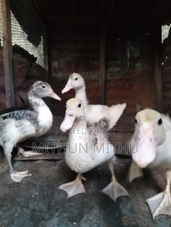 மணி தாரா
