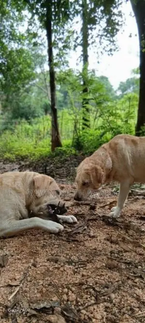 Labrador Puppies