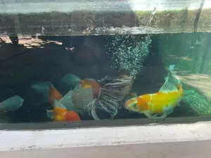 Gold Fish