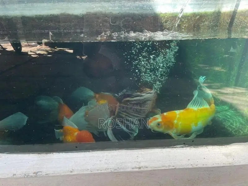 Gold Fish
