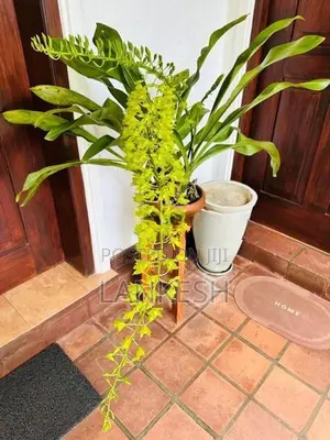 Orchid Plants