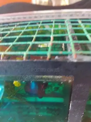 Fighter Fish with Tank