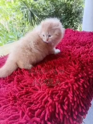 Persian Kittens