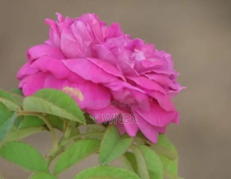 Rose Plant