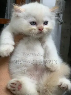 Persian Kittens