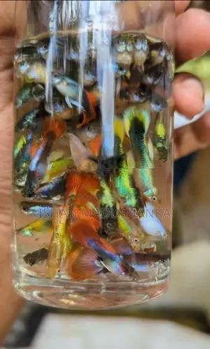 Guppy Fish