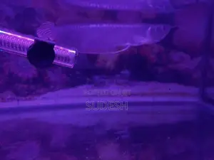 Arowana Silver Fish