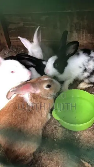 Rabbits