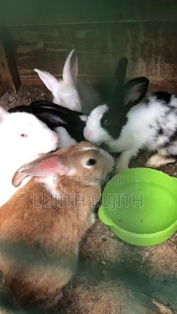 Rabbits
