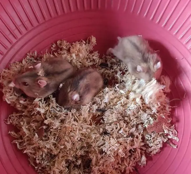 Hamster