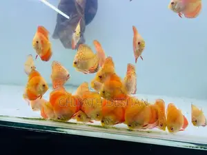 Discus Fish