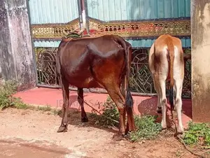 Milk Cow