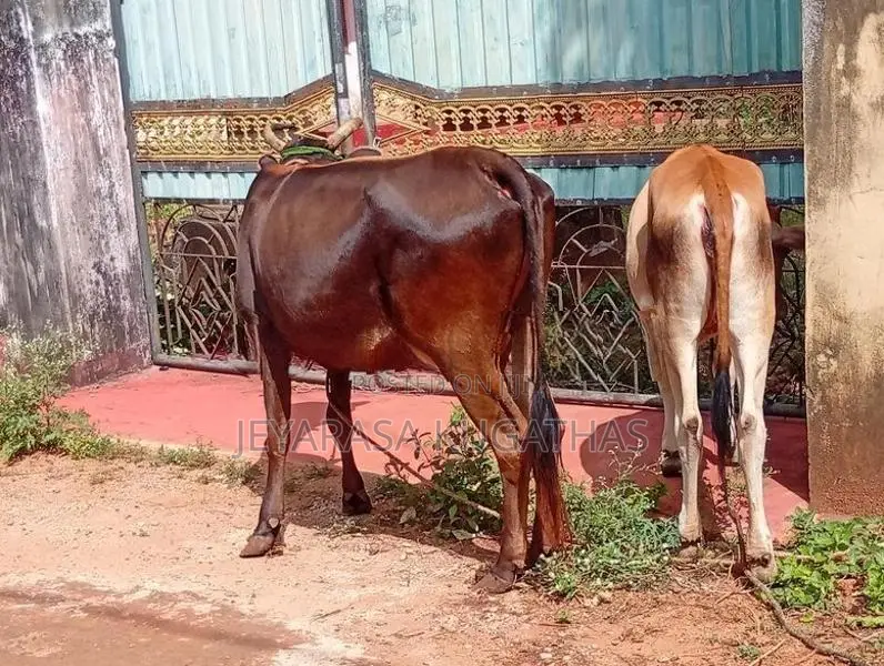 Milk Cow