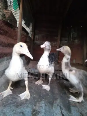 மணி தாரா