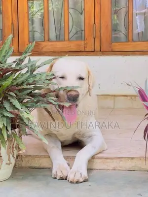 Labrador Puppies
