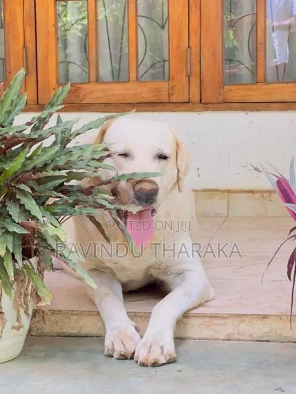 Labrador Puppies