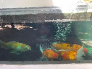 Gold Fish