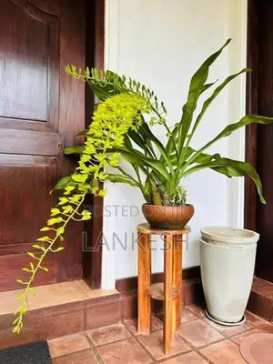 Orchid Plants