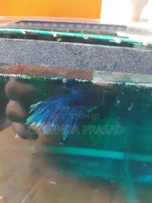 Fighter Fish with Tank