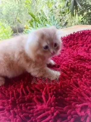 Persian Kittens