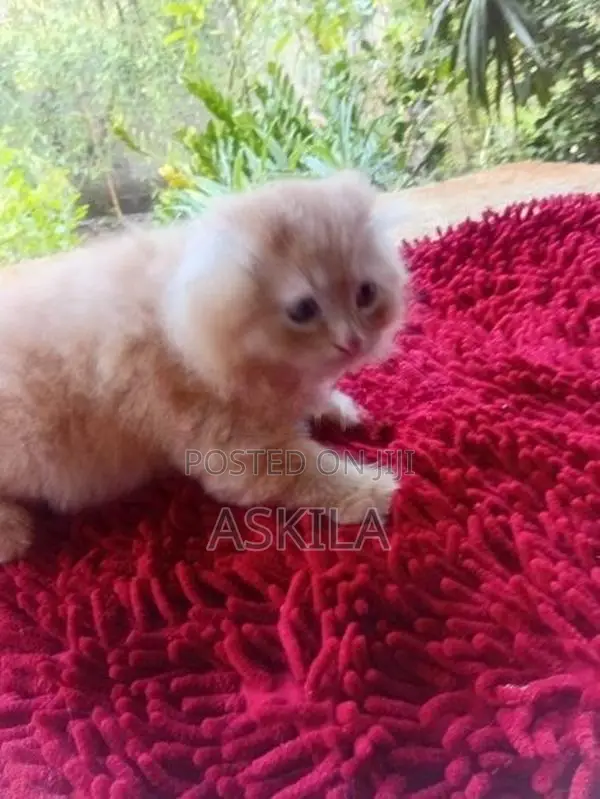 Persian Kittens
