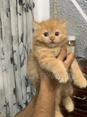 Persian Kittens
